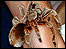 Picture: tarantula