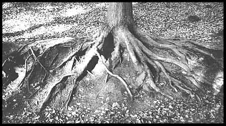 Ageing Roots - Portglenone Forest