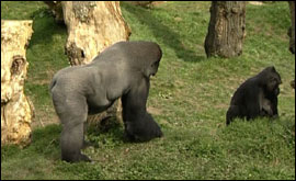 Gorillas at Jersey Zoo