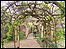The avenue of wisteria