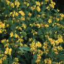 Phlomis fruticosa, Jerusalem sage