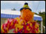 A float from the 2003 Battle of Flowers