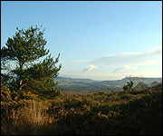 Aylesbeare Common