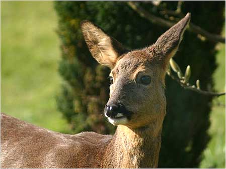 Deer