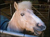 Look at this happy horse!