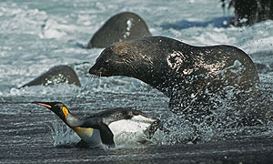 Sub-antartic male fur seal hunting penguin © Ian McCarthy