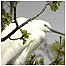 Ancient woods (Image: Egret)