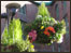 Hangings baskets in York