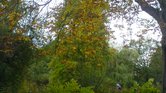 Autumn in Richmond...