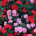 Impatiens, Busy Lizzie