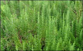 Rosemary