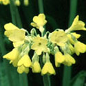 Primula florindae, Primula