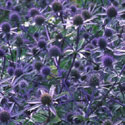 Eryngium x tripartitum, Eryngium