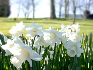Daffodils - by Don Anderson