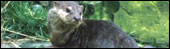 Otter