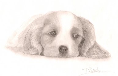 Sleepy dog