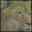 Filhote de leão com tigre