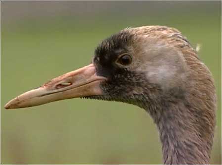 Crane head