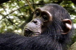 A chimp