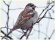 house sparrow