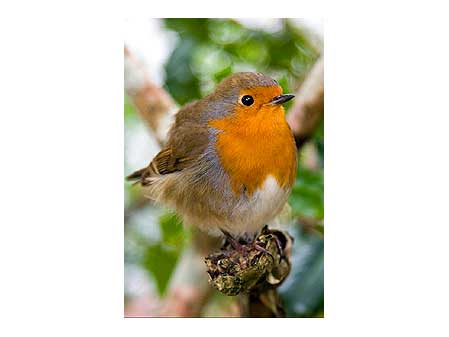 Robin