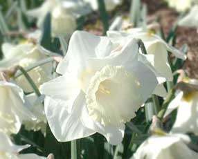 Daffodils - by Don Anderson