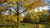 Autumn dreams... Autumn dreams...