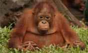 Orphaned orangutan © Adam Chapman