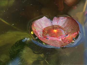 Grace Weir: Floating world 3