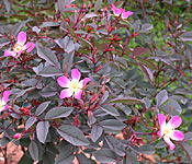 Rosa glauca