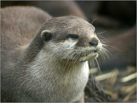 Otter