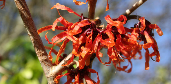 Hamamelis Jalena