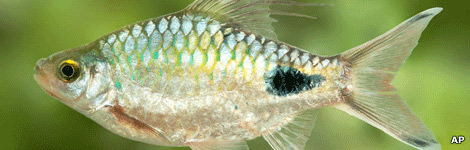 a fish