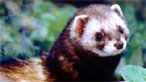 Polecat