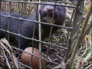 A mink in a trap