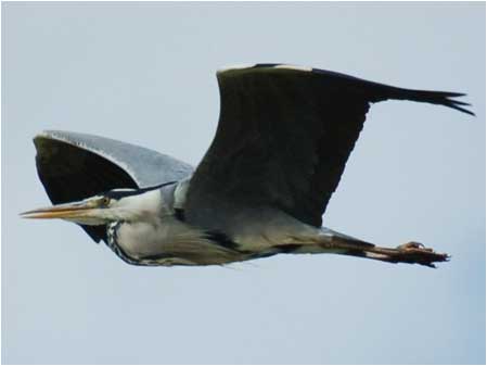 Heron