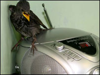 Cortesia: RSPCA
