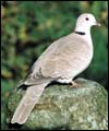 Collared dove:  arger image and birdsong 
