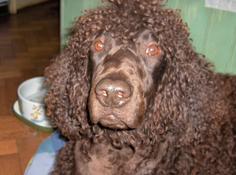 Jasper