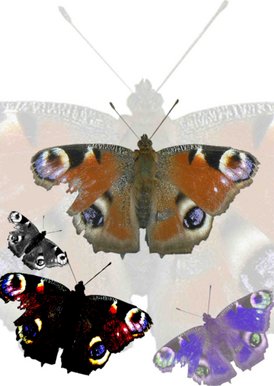 From the chrysalis