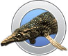 Cymbospondylus
