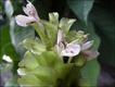 Calathea hopkinsii (foto: Flávia Costa)