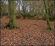 The fort site