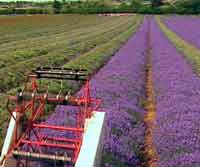 harvesting.