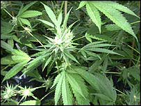 Maconha