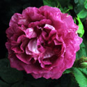 Rosa 'William Lobb', Rose