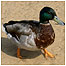 Mallard