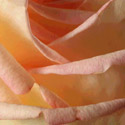 Rosa ‘Peace’, Rose