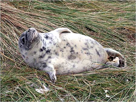 Seal pup