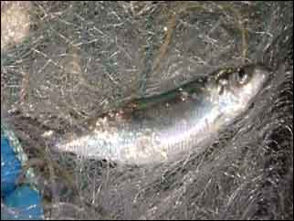 Herring in a net